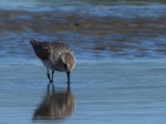 Western sandpiper. Breeding plumage adult. Clifton Beach near Whitford., February 2022. Image © Tim Barnard by Tim Barnard.