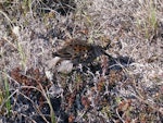 Western sandpiper. Breeding adult doing a distraction display (rodent run). Yukon Kuskokwim Delta, July 2010. Image © Sarah Jamieson by Sarah Jamieson.