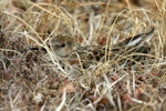 Western sandpiper. Incubating adult. Chukchi Sea coast, Northern Chukotka, June 2011. Image © Sergey Golubev by Sergey Golubev.