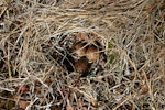 Western sandpiper. Nest with 3 eggs. Chukchi Sea coast, Northern Chukotka, June 2011. Image © Sergey Golubev by Sergey Golubev.