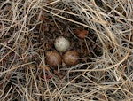 Western sandpiper. Nest with 3 eggs. Chukchi Sea coast, Northern Chukotka, June 2011. Image © Sergey Golubev by Sergey Golubev.