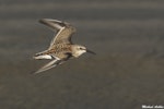 Western sandpiper. Non-breeding adult in flight (dorsal). Ocean Shores, Washington, USA, May 2015. Image © Michael Ashbee by Michael Ashbee.