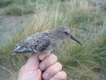 Western sandpiper. Moulting adult (entering non-breeding plumage). Yukon Kuskokwim Delta, September 2004. Image © Sarah Jamieson by Sarah Jamieson.