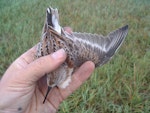 Western sandpiper. Dorsal view of a moulting adult (entering non-breeding plumage). Yukon Kuskokwim Delta, September 2004. Image © Sarah Jamieson by Sarah Jamieson.