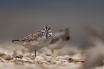 Broad-billed sandpiper. Juvenile. Manukau Harbour, December 2015. Image © Bartek Wypych by Bartek Wypych.