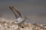 Broad-billed sandpiper. Juvenile with wings raised. Manukau Harbour, December 2015. Image © Bartek Wypych by Bartek Wypych.