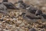 Broad-billed sandpiper. Juvenile among wrybills. Manukau Harbour, December 2015. Image © Bartek Wypych by Bartek Wypych.