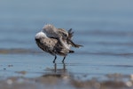 Broad-billed sandpiper. Juvenile preening. Manukau Harbour, December 2015. Image © Bartek Wypych by Bartek Wypych.