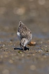 Broad-billed sandpiper. Juvenile feeding. Manukau Harbour, December 2015. Image © Bartek Wypych by Bartek Wypych.