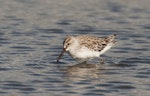 Broad-billed sandpiper. Non-breeding adult. Western Treatment Plant, Werribee, Victoria, Australia, March 2012. Image © Sonja Ross by Sonja Ross.