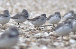 Broad-billed sandpiper. Juvenile among a flock of wrybills. Manukau Harbour, December 2015. Image © George Curzon-Hobson by George Curzon-Hobson.