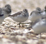 Broad-billed sandpiper. Juvenile showing head patterning. Manukau Harbour, December 2015. Image © George Curzon-Hobson by George Curzon-Hobson.