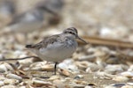 Broad-billed sandpiper. Juvenile. Manukau Harbour, December 2015. Image © Oscar Thomas by Oscar Thomas.