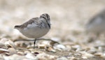 Broad-billed sandpiper. Juvenile with beak open, showing rhynchokinesis. Manukau Harbour, December 2015. Image © George Curzon-Hobson by George Curzon-Hobson.