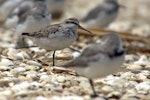 Broad-billed sandpiper. Juvenile roosting with wrybills. Manukau Harbour, December 2015. Image © Oscar Thomas by Oscar Thomas.