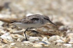 Broad-billed sandpiper. Juvenile walking. Manukau Harbour, December 2015. Image © Oscar Thomas by Oscar Thomas.