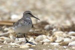 Broad-billed sandpiper. Juvenile in alert posture. Manukau Harbour, December 2015. Image © Oscar Thomas by Oscar Thomas.