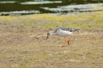 Ruff. Adult in non breeding plumage. Baie de Somme, France, July 2016. Image © Cyril Vathelet by Cyril Vathelet.