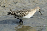 Ruff. Adult non-breeding plumage. Titchwell, United Kingdom, September 2013. Image © Duncan Watson by Duncan Watson.