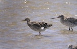 Ruff. Non-breeding plumage (with bar-tailed godwit on right). Maketu estuary, January 2006. Image © Tim Barnard by Tim Barnard.