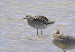 Ruff. Non-breeding plumage (with bar-tailed godwit at lower right). Maketu estuary, January 2006. Image © Tim Barnard by Tim Barnard.