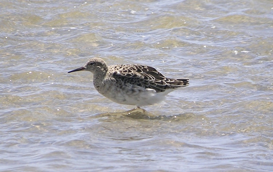 Ruff. Non-breeding plumage. Maketu estuary, January 2006. Image © Tim Barnard by Tim Barnard.