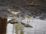 Ruff. Non-breeding adult (left) with greenshank. Lake Nakuru, Kenya, March 2014. Image © Koos Baars by Koos Baars.