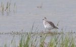 Ruff. Non breeding adult. Western Treatment Plant, Werribee, Victoria, Australia, February 2011. Image © Sonja Ross by Sonja Ross.