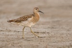 Ruff. Juvenile bird. Ocean Shores, Washington, USA, October 2012. Image © Mike Ashbee by Mike Ashbee.