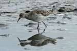 Ruff. Adult non-breeding. Titchwell, United Kingdom, September 2013. Image © Duncan Watson by Duncan Watson.