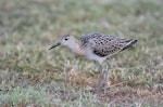 Ruff. Non-breeding adult. Hawai`i - Island of Kaua`i, September 2005. Image © Jim Denny by Jim Denny.