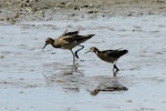 Ruff. Male and female (for size comparison). Titchwell, United Kingdom, September 2013. Image © Duncan Watson by Duncan Watson.