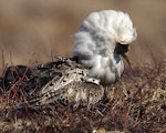 Ruff. Male in breeding plumage displaying. Anadyr, Chukotka, May 2008. Image © Sergey Golubev by Sergey Golubev.