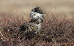 Ruff. Male in breeding plumage displaying. Anadyr, Chukotka, May 2008. Image © Sergey Golubev by Sergey Golubev.