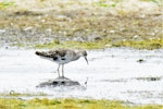 Ruff. Adult male losing breeding plumage. Baie de Somme, France, July 2016. Image © Cyril Vathelet by Cyril Vathelet.