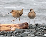 Ruff. Juveniles. Bolshevik Island, Cape Zub, Russia, August 2018. Image © Sergey Golubev by Sergey Golubev.