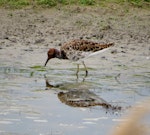 Ruff. Male in breeding plumage. Eempolder, Netherlands, January 2014. Image © Koos Baars by Koos Baars.