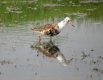 Ruff. Male in breeding plumage. Eempolder, The Netherlands, April 2014. Image © Koos Baars by Koos Baars.