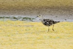 Ruff. Adult male losing breeding plumage. Baie de Somme, France, July 2016. Image © Cyril Vathelet by Cyril Vathelet.