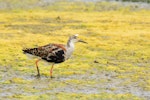 Ruff. Adult male losing breeding plumage. Baie de Somme, France, July 2016. Image © Cyril Vathelet by Cyril Vathelet.