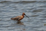 Asiatic dowitcher. Adult, breeding plumage. Wundi, Taiwan, May 2009. Image © Nigel Voaden by Nigel Voaden.