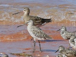 Asiatic dowitcher. Non-breeding adult with black-tailed godwit behind, and great knots. Broome, Western Australia, September 2015. Image © Duncan Watson by Duncan Watson.