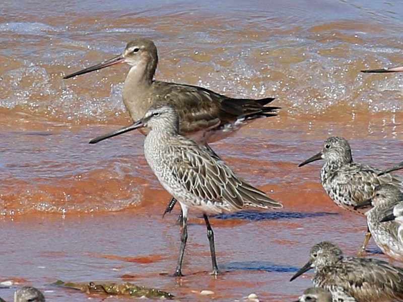 Asiatic dowitcher. Non-breeding adult with black-tailed godwit behind, and great knots. Broome, Western Australia, September 2015. Image © Duncan Watson by Duncan Watson.