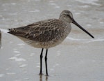 Asiatic dowitcher. Nonbreeding adult. Cairns, Queensland, October 2019. Image © Ray Pierce by Ray Pierce.