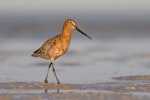 Asiatic dowitcher. Adult in breeding plumage. Broome, Western Australia, May 2015. Image © Richard Else by Richard Else.