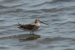 Asiatic dowitcher. Adult, non-breeding plumage. Wundi, Taiwan, May 2009. Image © Nigel Voaden by Nigel Voaden.