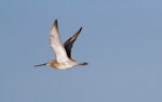 Asiatic dowitcher. Adult in breeding plumage in flight. Broome, Western Australia, March 2015. Image © Richard Else by Richard Else.