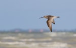 Asiatic dowitcher. Adult in flight. Broome, Western Australia, March 2015. Image © Richard Else by Richard Else.