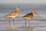 Asiatic dowitcher. Adult in partial breeding plumage (right) with bar-tailed godwit. Broome, Western Australia, May 2015. Image © Richard Else by Richard Else.