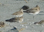 Asiatic dowitcher. Non-breeding adult (standing, at left) among bar-tailed godwits. Motueka Sandspit, January 2017. Image © Graham Barwell by Graham Barwell.